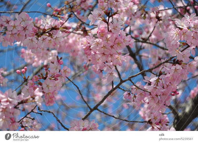 Cherry blossom magic in pink against a blue sky | Hanami | celebrate spring. Ornamental cherry Spring Blossom Pink Blossoming Spring fever Cherry tree