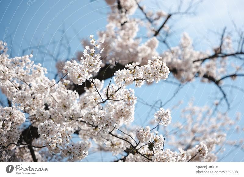 cherry blossom Cherry blossoms Blossom leave petals Tree Branch branches Branches and twigs Nature Spring Spring fever awakening Nature awakening