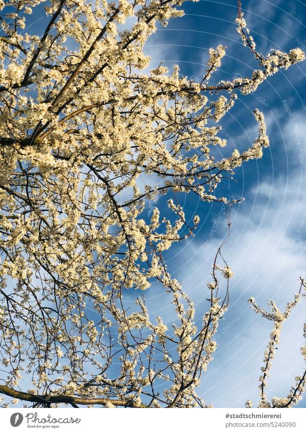 Flowering tree in spring Flowering plant Blossom Tree Spring Spring day Nature Blossoming Spring fever Exterior shot pretty Colour photo Blue sky Environment