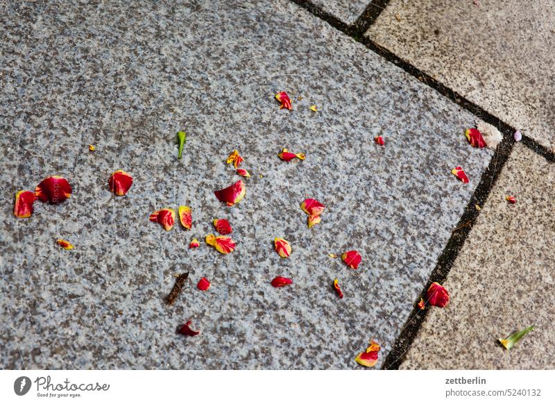 Petals on the sidewalk city downtown Kiez Life Middle Places Town city district street photography City trip Scene scenery Tourism daily life urban Suburb dwell