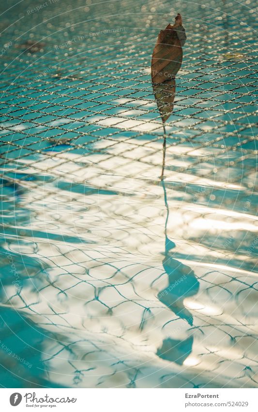 end of season Wellness Swimming & Bathing Sun Waves Autumn Leaf Net Illuminate Glittering Shadow Water Swimming pool Surface Past Captured To hold on