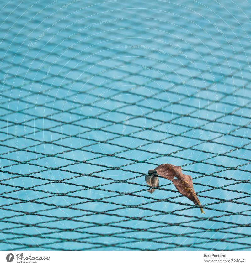 Autumn (minimal) Environment Nature Summer Leaf Blue Brown Swimming pool Net Reticular Hang Get stuck 1 Individual Loneliness Autumn leaves Colour photo