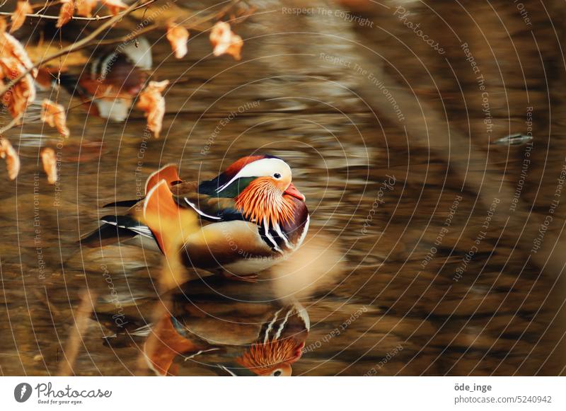 the beautiful Manni Mandarin duck Bird Drake Duck Animal Nature Feather Water Lake Wild animal Exterior shot Pond Reflection in the water reflection variegated