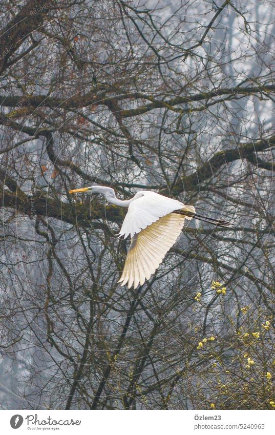 Great White Egret flies in the fog over the Hücker Moor, next to it the branches Great egret Heron Bird Flying Elegant Nature Environment Animal portrait