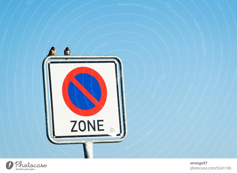 Two swallows resting on a traffic sign for a limited no stopping zone Swallow Road sign limited holding ban No standing Signs and labeling No stopping zone