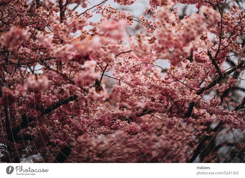 Sea of Cherry Blossoms cherry blossom Spring Pink sea of blossoms Nature Cherry tree
