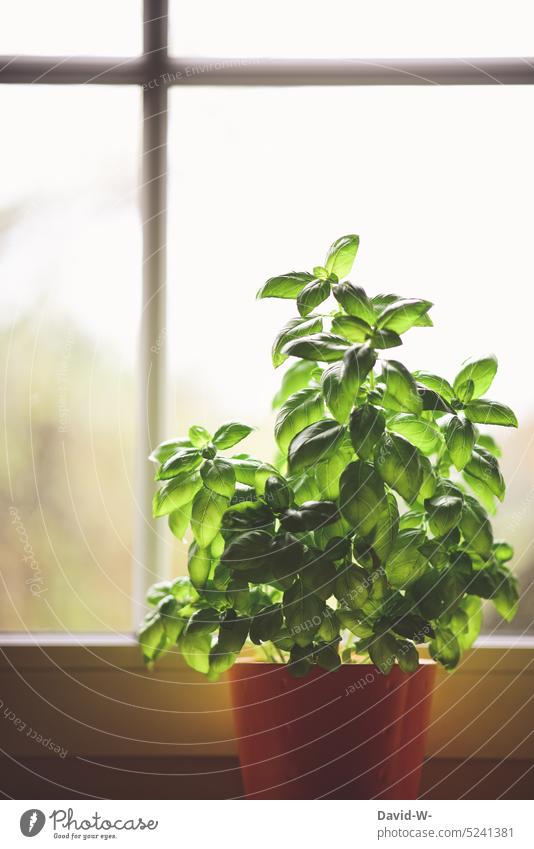Basil plant in the apartment by the window Flowerpot Flat (apartment) Herbs and spices Window Food Green Organic produce Vegetarian diet Healthy Eating