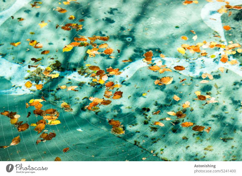 Leaves on the water surface leaves foliage Water Surface of water Surface tension pool Summer Refreshment Blue Light Shadow Exterior shot Reflection