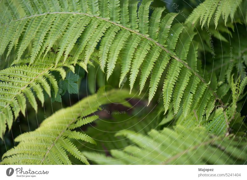 Wild fern in a forest in Iceland. Flat lay background beautiful botany closeup color copy space drop environment europe flat lay flora foliage fresh geometry