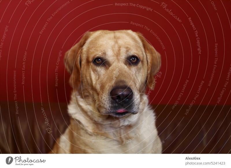 Portrait of blonde labrador with tongue hanging out slightly sitting on brown couch facing red wall Dog Pet Blonde Pelt Labrador Labrador retriever