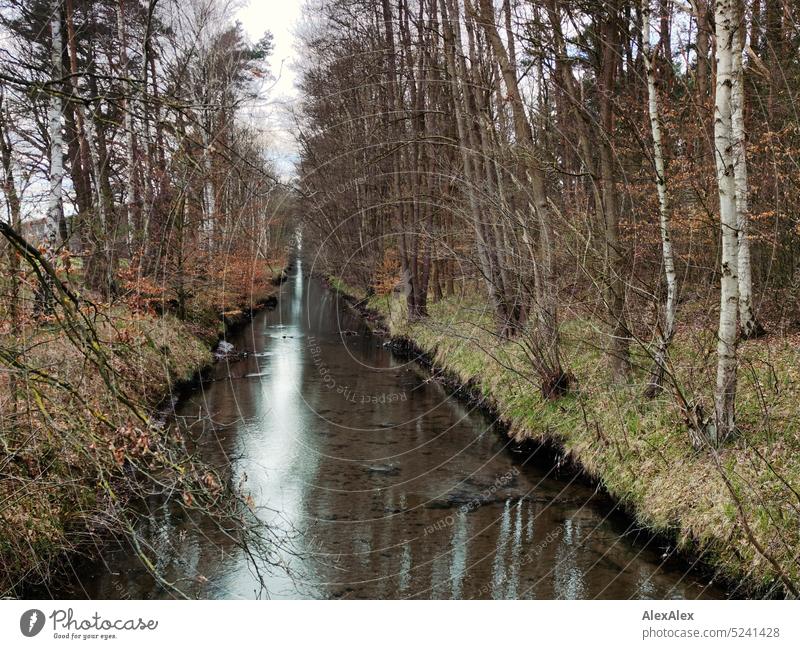 Landscape image of a straight shallow river or canal lined with tall trees on the banks - autumn, spring, winter. River Channel Direct birches branches twigs