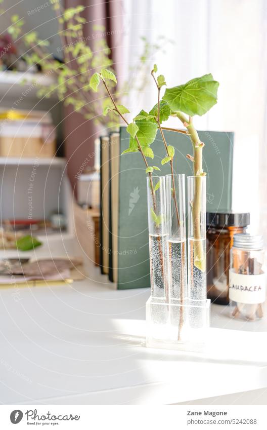 Growing plants, biology and science styled desk academia home office academic studies studying spring green background Academic studies Study Science & Research