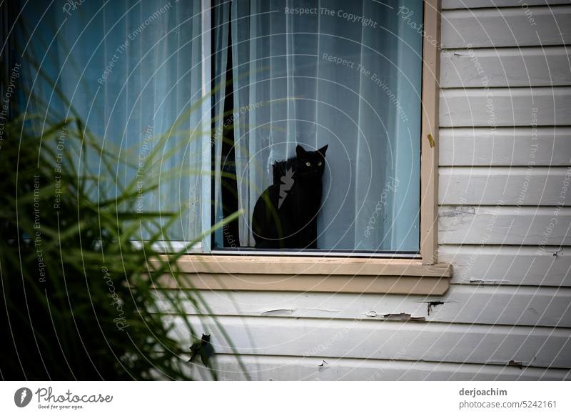 Behind a curtain on the closed window, a black cat lurks. On the left of the picture a small remnant of a green hedge. Cat feline One animal pretty Enchanting