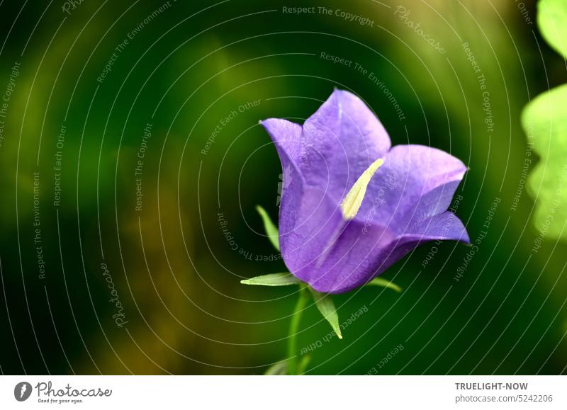 Wild and proud and free / Blue flower spring song / Bellflower sound...  also Campanula persicifolia Bluebell Peach-leaved bellflower Blossom blue-violet