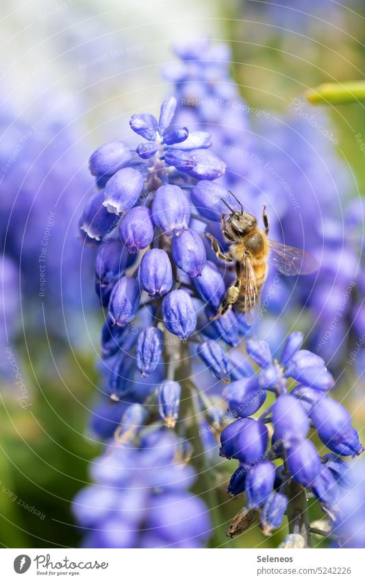hum around Nature Bee Flower Blossom Spring Plant Animal Insect Garden Colour photo Exterior shot Summer purple Environment Macro (Extreme close-up) Diligent