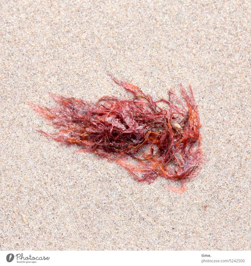 beach salad alga Beach Sand shine Wet Baltic coast Nature Bird's-eye view sparkle Red Landscape Plant eukaryotic organisms Seaweed tang