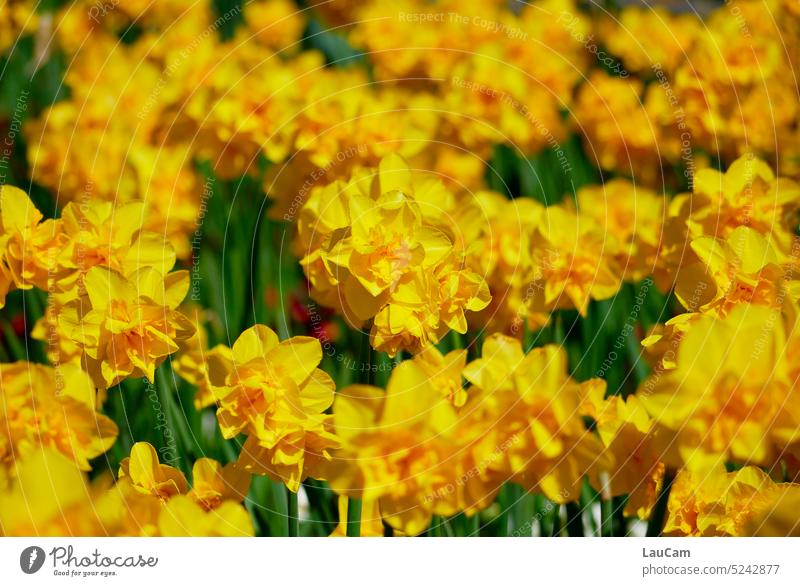 Daffodils in the sunshine - yellow makes happy daffodils Narcissus Sun Yellow Bright yellow Spring Wild daffodil Blossom Blossoming blossom