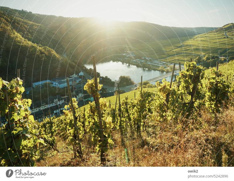 View into the abyss Place of longing River bank Moselle valley Mosel (wine-growing area) Idyll tranquillity Wine growing Landscape Sky Nature Building houses