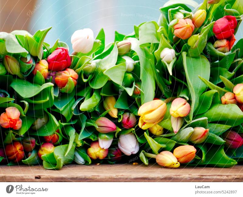 Colorful tulips on the market flowers Spring Blossom variegated colourful Tulip blossom Spring fever Bouquet Green Plant Blossoming cut flower Fresh pretty
