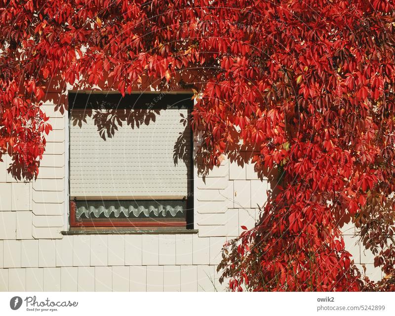 TOGGLE KNOBS Wall cladding Plant Growth bright red Autumn Bright Colours Autumnal Autumnal colours untreated Feral thickets luscious Wild plant Nature enchanted