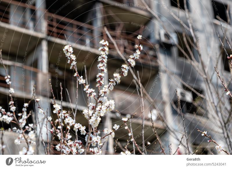 white flowers against the background of destroyed and burnt houses in the city of Ukraine Donetsk Kherson Kyiv Lugansk Mariupol Russia Zaporozhye abandon attack