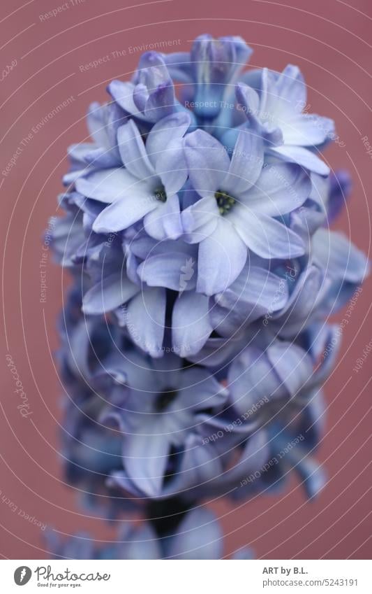 Full in the picture Hyacinthus blossoms Spring flowering plant Season Flower Garden Plant Close-up Colour photo Exterior shot Day pretty Blossoming naturally