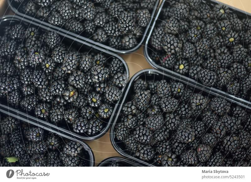 Fresh homegrown berries are at local farmer's market. Blackberry. Healthy vegetarian food. blackberry harvest warehouse storage bio fresh seasonal small