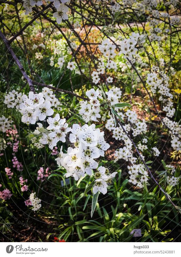 In the mountain garden flowers Hannover White Green flora Nature Close-up Spring Plant background Summer Garden Beauty & Beauty naturally Colour pretty Fresh