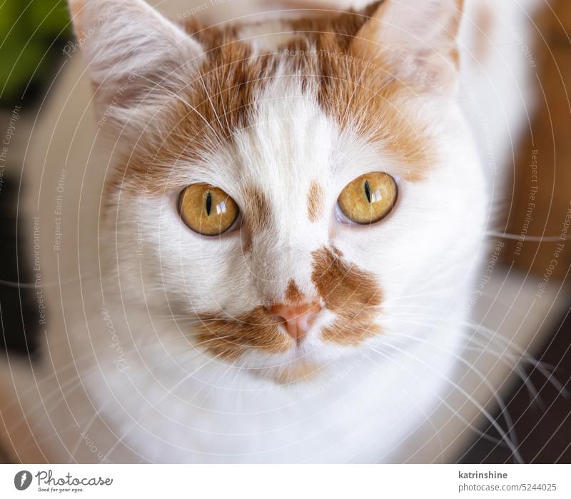 Portrait of White and red cat looking into the camera close up relaxing spots pet European ginger Shorthaired Animal Dream indoor portrain flat Lazy Feline Day