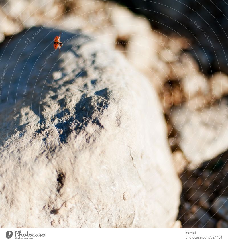 Two-Summit Tour Wegflieger. Environment Nature Sunlight Beautiful weather Rock Stone boulders Animal Wild animal Wing Ladybird Insect 1 Point Flying Red Spotted