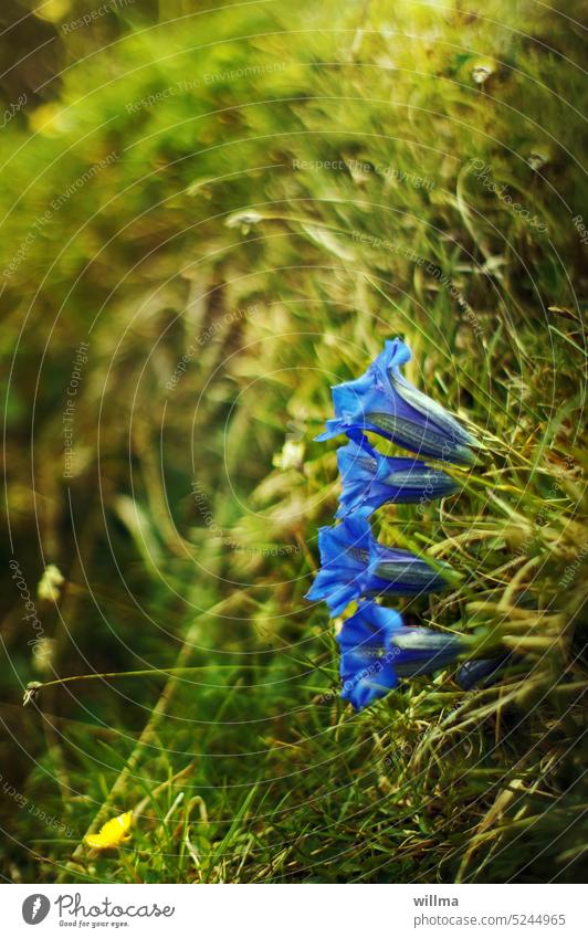 Whims of nature | PICTURE: Common blue funnel cake caught with a penchant for lawn! Gentian Blue Grass Slope slope Meadow Flower mountain plant