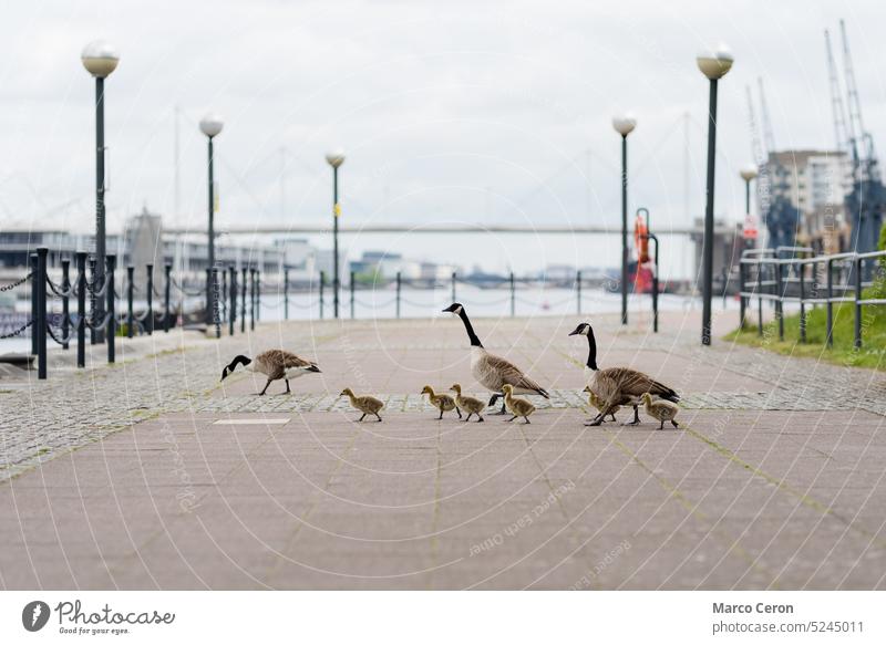 family of wild geese walk through city streets animal animals babies bird birdwatching canada goose city park cute dock duck duckling europe london mother