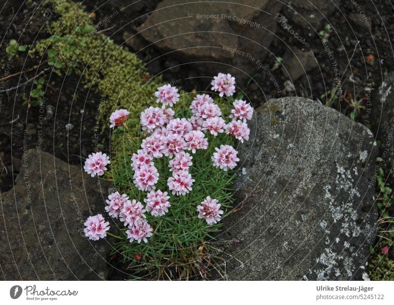 Flower cushion between stone and mosses Grass Moss Stone Stone crevice cranny flowers sneeze harsh conditions Survive Pink Green Gray Nature Plant naturally