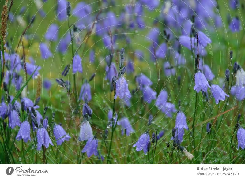 delicate bell flowers with water drops Bellflowers Bluebell Drops of water Wet blossoms Blossoming Delicate purple Meadow with flowers Damp Violet naturally