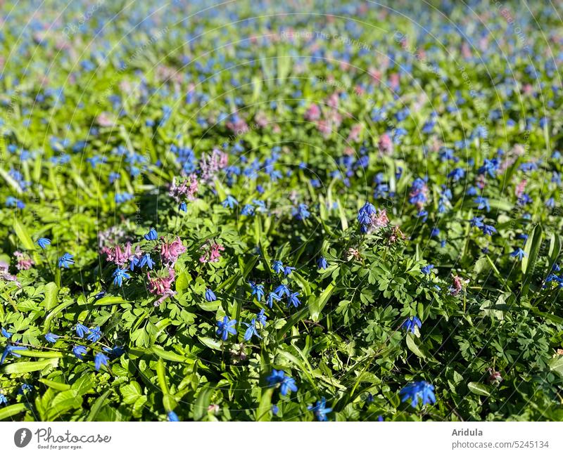 Early flowering meadow Spring flowering plant Flower Blossom Nature Plant Garden Spring day Green Pink Blue Sunlight sunshine Meadow Garden Bed (Horticulture)