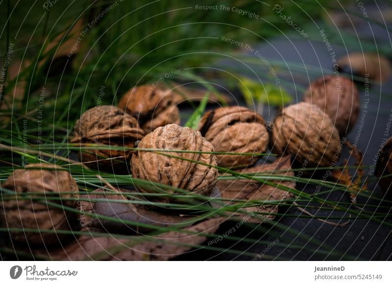 Tree nuts on the ground in nature walnut Walnuts shell Healthy Vegetarian diet Autumn Autumnal Organic produce Fresh Nutrition Vegan diet Nature naturally Food