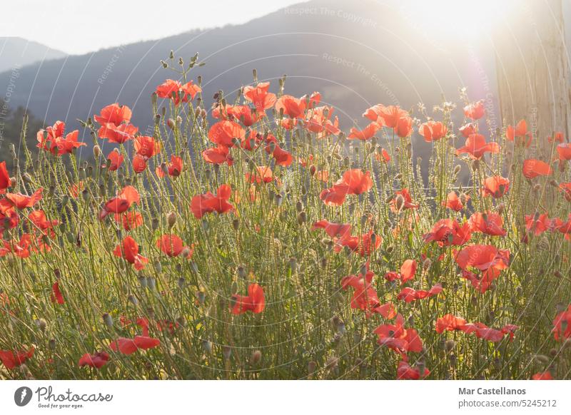 Poppies in a field at sunset in the mountains on a misty, sunny day. poppies poppy meadow wildflowers spring red nature flora blooming sunlight landscape