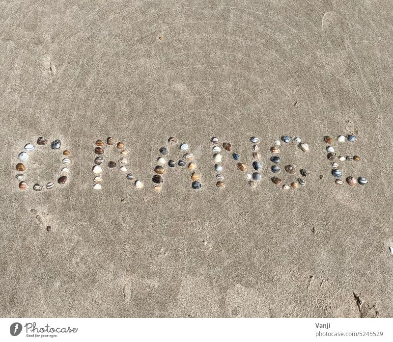 Orange lettering shells Dchrift seashells Shells beach Beach coast Sand Ocean Vacation & Travel Nature Tourism Water Exterior shot Colour photo vacation