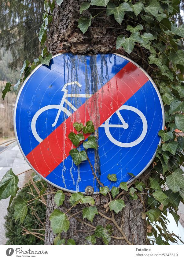 This traffic sign, which marks the end of the bicycle lane, has already grown so far into the tree that the resin is already running over the blue-painted sheet metal.