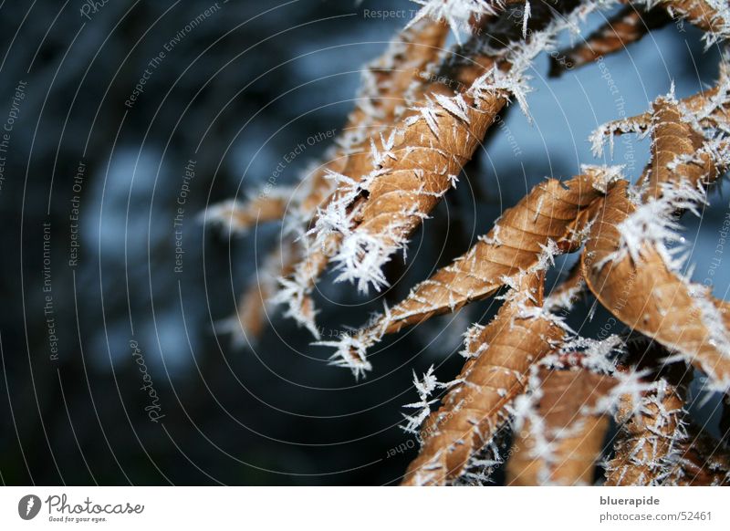 Icy cold Leaf Ice Fog Brown Cold Tree Thorny White Thin Shriveled Frost Hoar frost Snow Plant pointy Limp