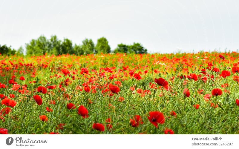 A field with blooming poppies in summer, Bavarian landscapes Summerflower Corn poppy Verdant Country life land use flowers Poppy blossom sea of blossoms Germany