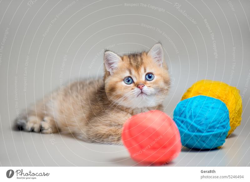 kitten of the golden British shorthair breed with three balls of wool on a beige background animal blue-eyed breeding british shorthair cat cat toy cattery cute