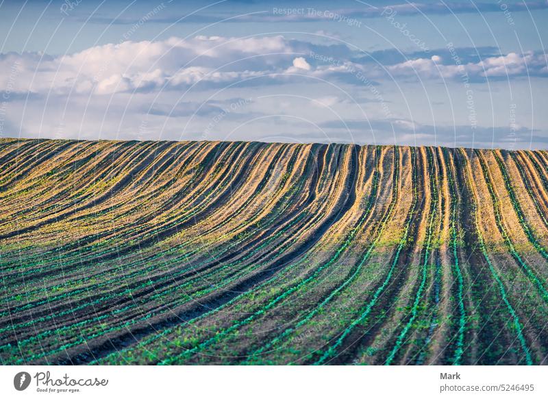 Young corn plants grow in the farmfield in spring, Hungary. Vegetable rows, landscape with agricultural field. agriculture growth nature rural crop cultivated