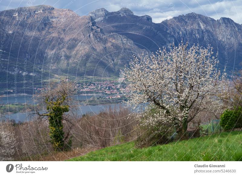 View of Annone lake from Colle Brianza April Europe Italy Lecco Lombardy blossom color day flower hill landscape mountain nature panorama photography plant
