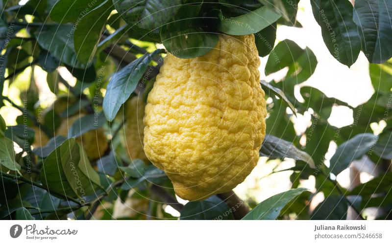 Giant lemon Lemon Yellow Fruit Food Fresh Citrus fruits Vitamin Vitamin C Nutrition Healthy Eating Organic produce Close-up Juicy Delicious Vitamin-rich Juice
