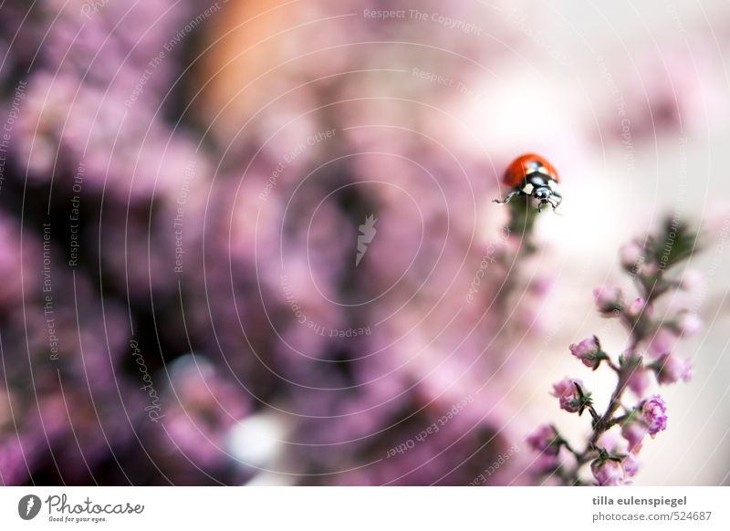 dots Plant Flower Blossom Animal Beetle 1 Bouquet Crawl Near Wild Pink Colour Nature Insect Ladybird Above Blur Stalk Colour photo Close-up
