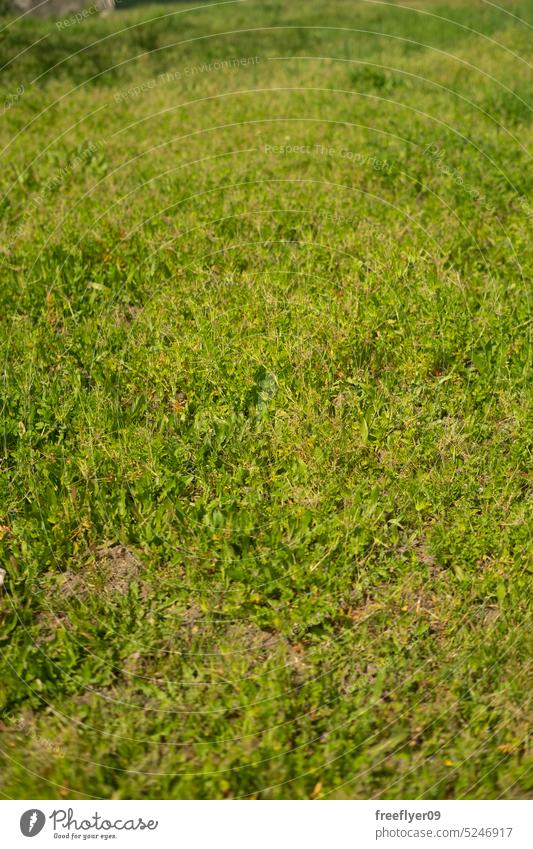 Grass texture with copy space grass background plant surface garden nature turf green meadow closeup park daylight season yard pattern field carpet floor