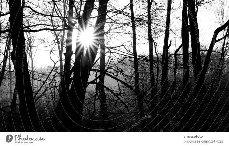 Sunrise in the forest -wake kissed in black white Sunlight Forest trees Nature early in the morning Black & white photo bnw outdoor Emotions Art Sky Landscape
