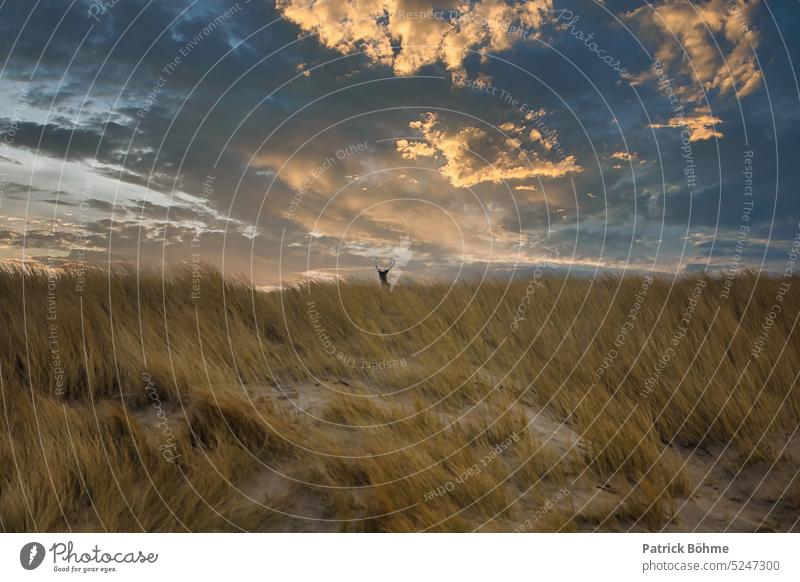 Deer on the dunes Landscape Photography canon Objective Marram grass duene