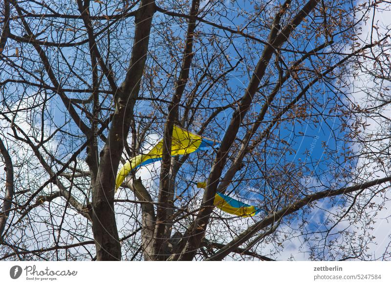 Tree with Ukrainian flags Flag Ukraine Nationality emblem Wind Blow Branch Twig Sky cloud protest War